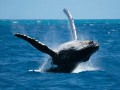 Shark & Whales TRF Day Tour Incl. Transfer